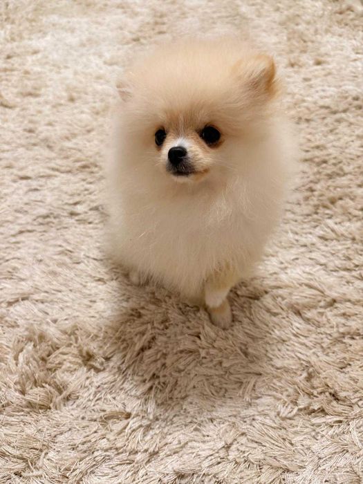 Pomeranian toy superb cu pedigree, poze reale!