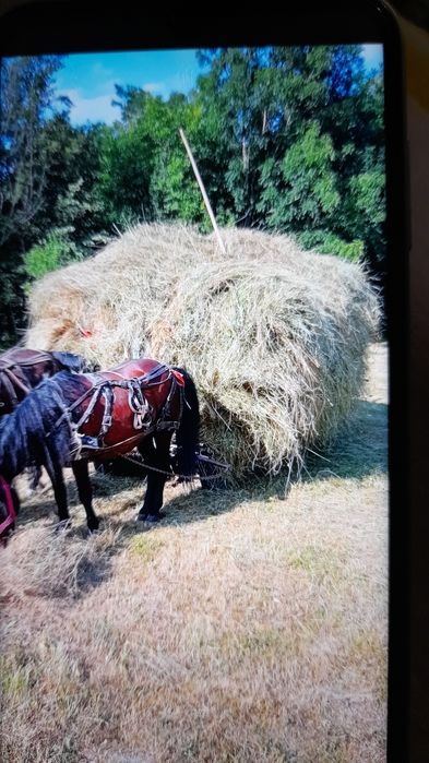 Fîn de vanzare.de anu asta.