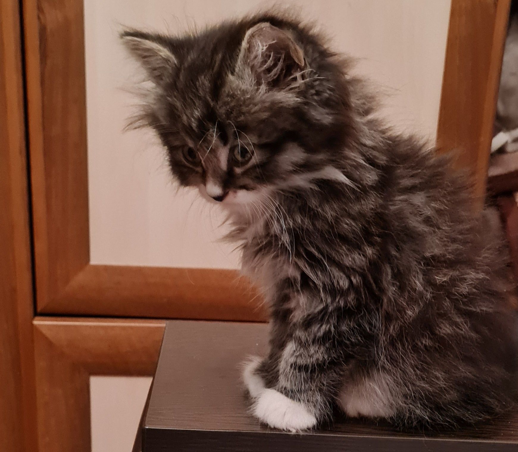 Котёнок в добрые руки