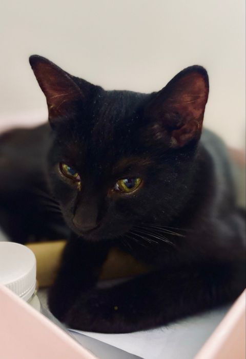 Кошечка, 4-5 месяцев