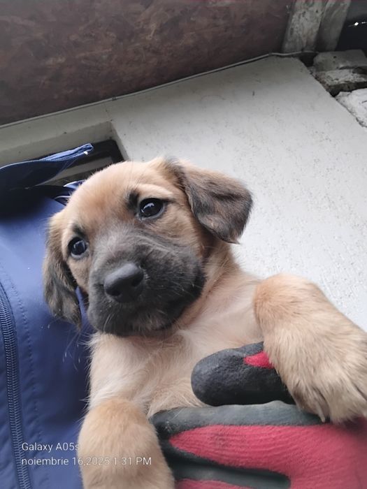 Donez cățeluși!         .