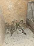 Rate Salbatice Cluj Apahida