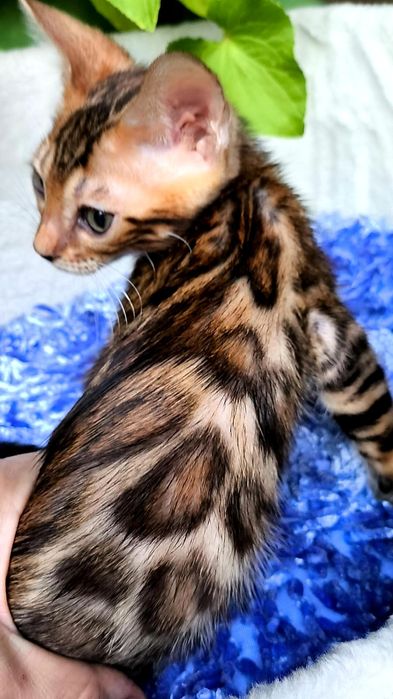 Суперр БЕНГАЛЬСКИЕ малыши