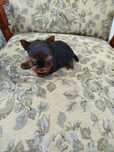 Yorkshire terrier mini toy