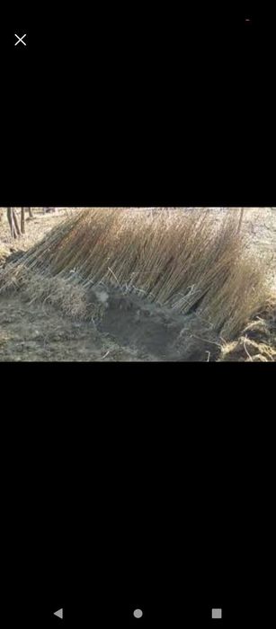 puieți de salcâm pentru împădurirea terenurilor degradate, agricole