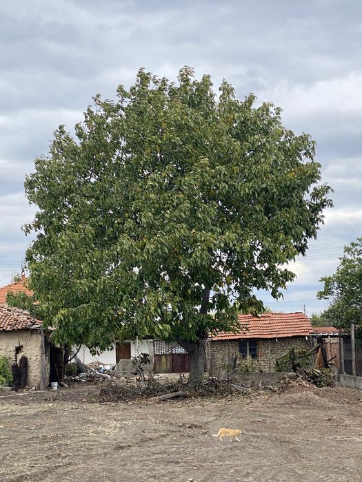 Орех за материал