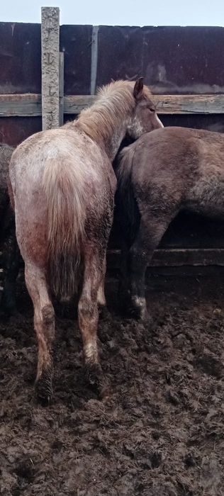 Продам жирных лошадей с откорма