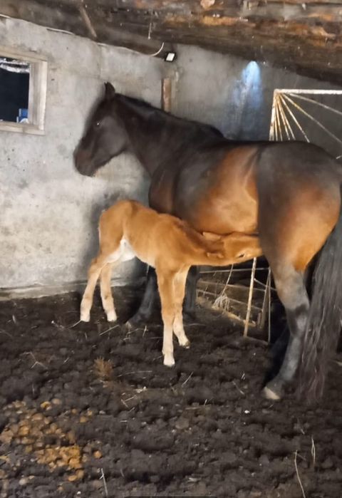 Құлынды бие сатылады