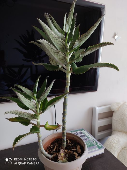 Каланхое цветок продам