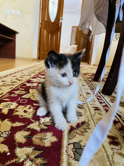 Отдам в хорошие руки котят.