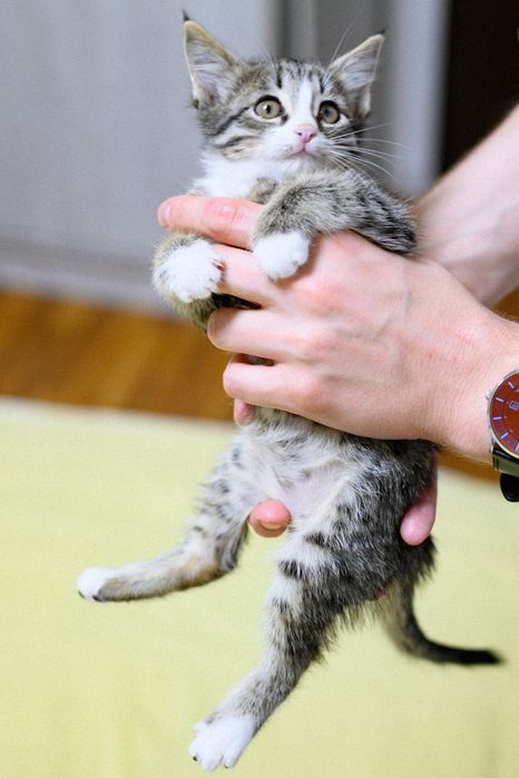Котёнок в добрые руки!