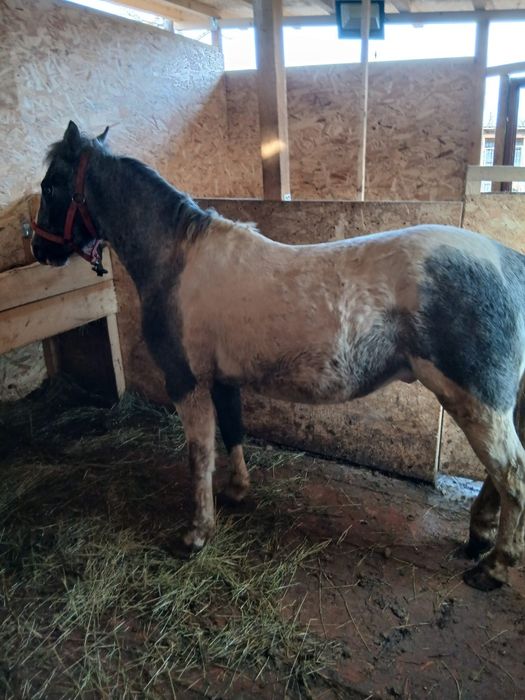 Mânz pinto bland/schimb