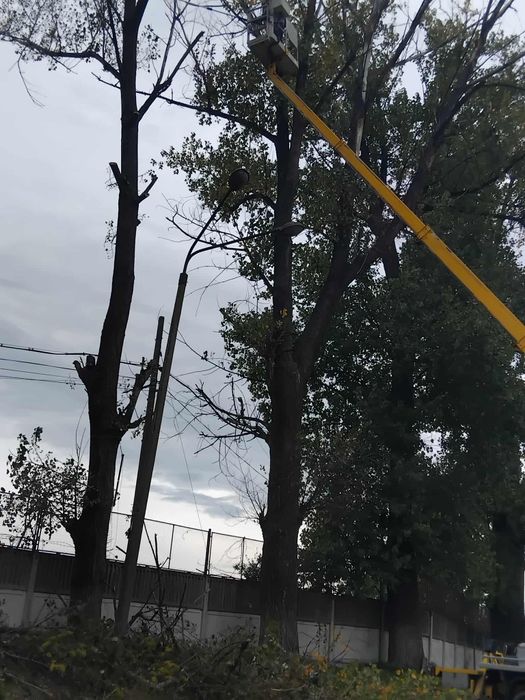 Toaletare/Fasonare/Tăieri Arbori/Alpinism Utilitar/Defrișări/Rapid.