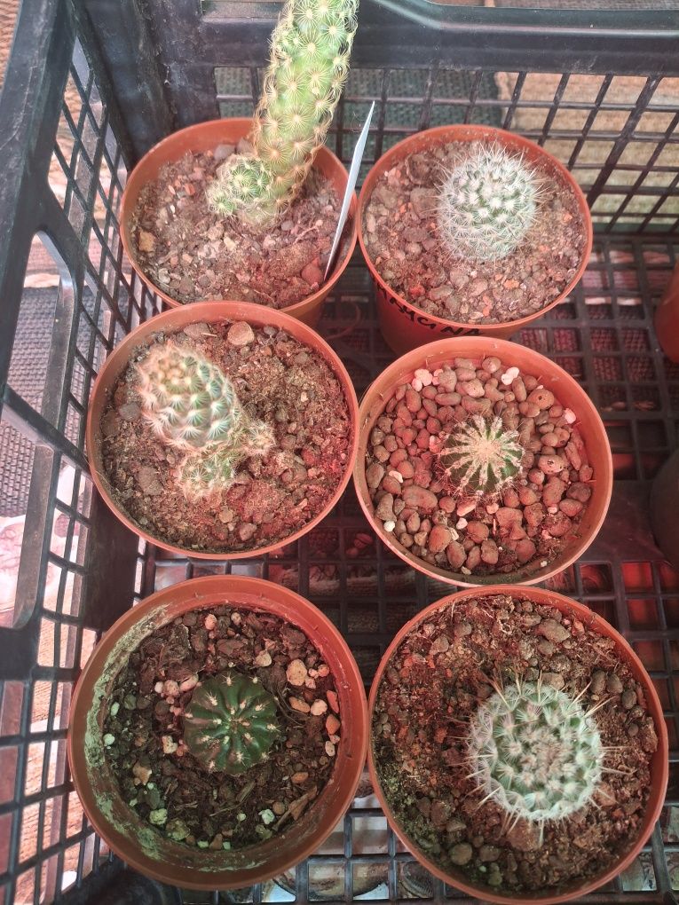 Vand pui de cactusi .10 lei bucata.