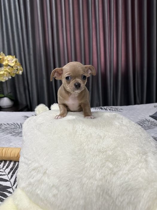 Продаются щенки породы Чихуахуа