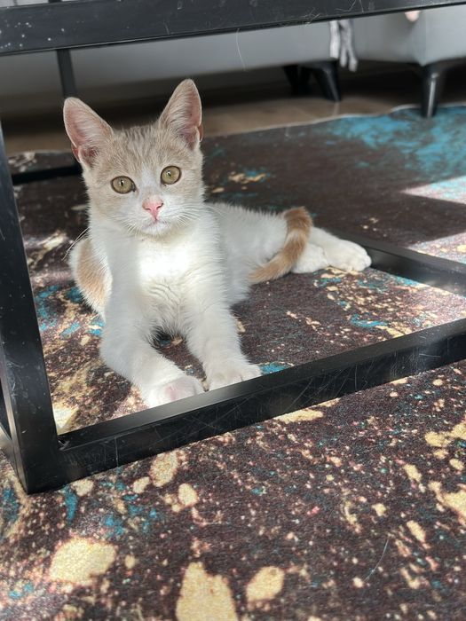 Pisica pentru adoptie