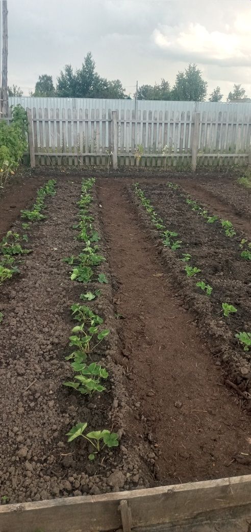 Продам дачу в обществе Борки