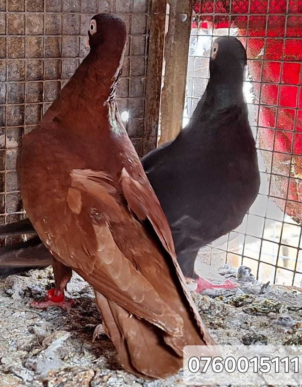 Vand 1 pereche porumbei galateni rosu si castanie pana simpla .