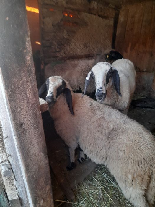 Schimb sau vind 2 mele de rasa