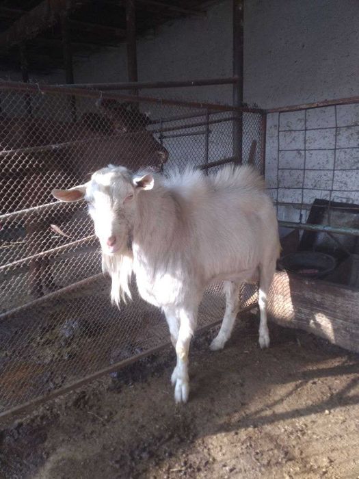 Эчкилар сотилади