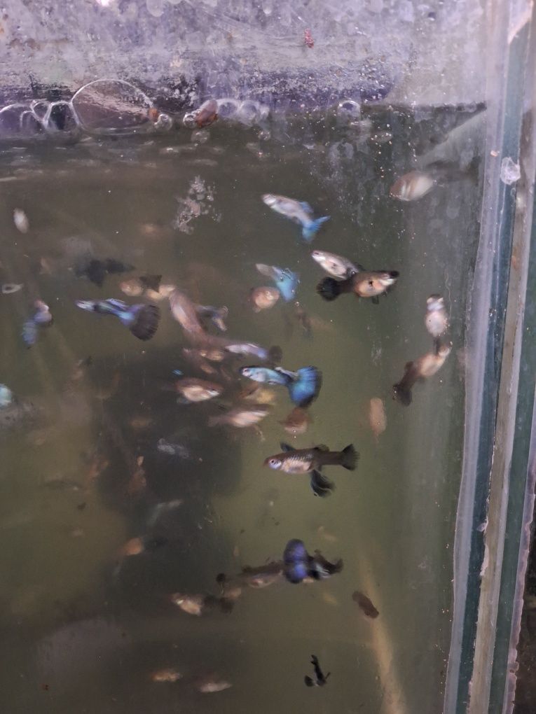 Pesti Gupy albaștri