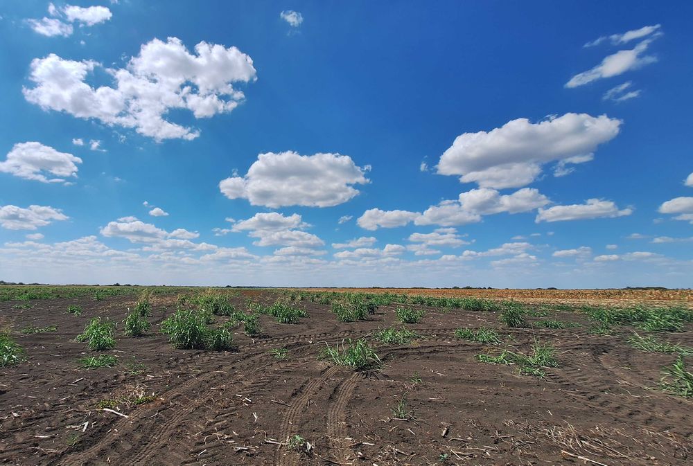 Teren agricol 10ha - Șimand, lângă drumul expres, ideal investiție
