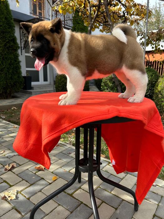 Akita American/Pedigree