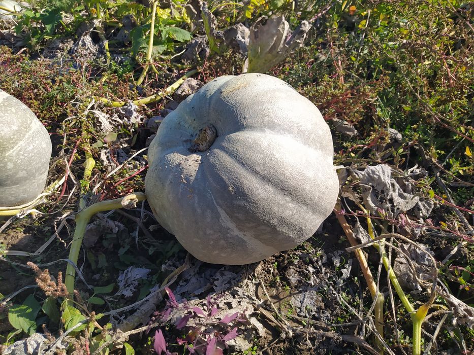 Тиква сива-пловдивска 0,40лв.