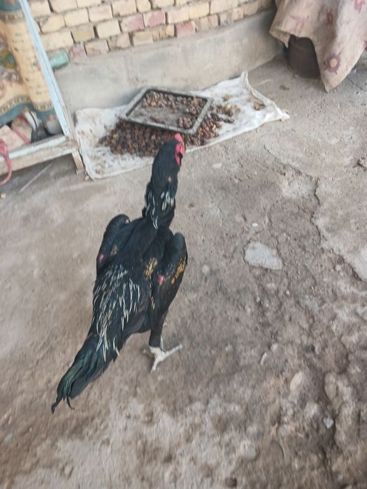 Xo‘roz sotiladi xo‘roz