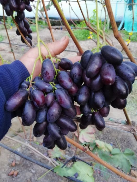 Vita de vie soiuri de colectie