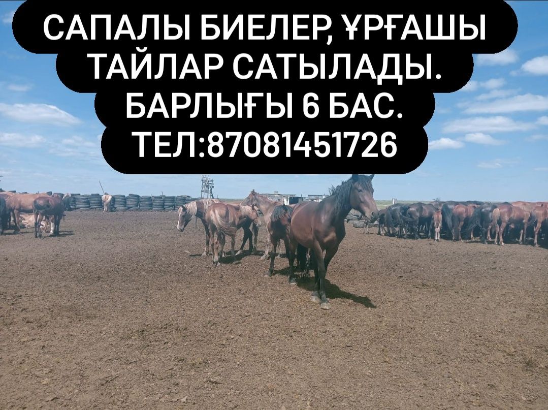 Сапалы биелер,ұрғашы тайлар