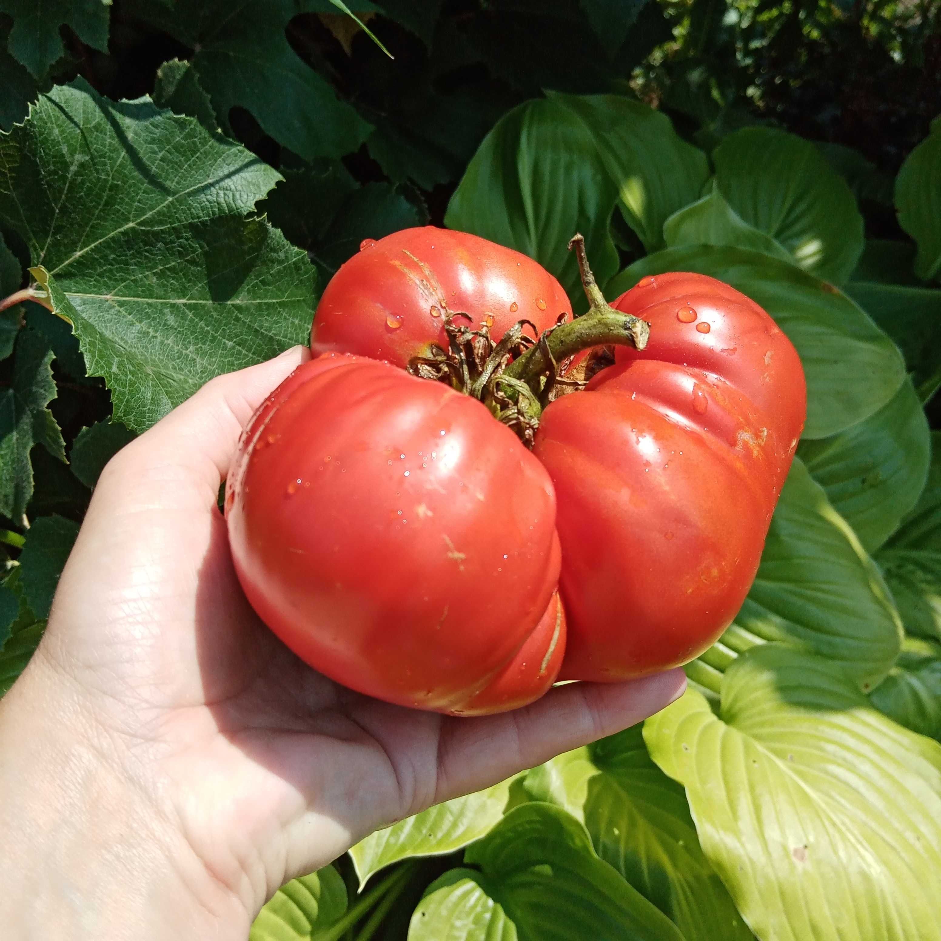 seminte de rosii traditionale ( tomate traditionale )