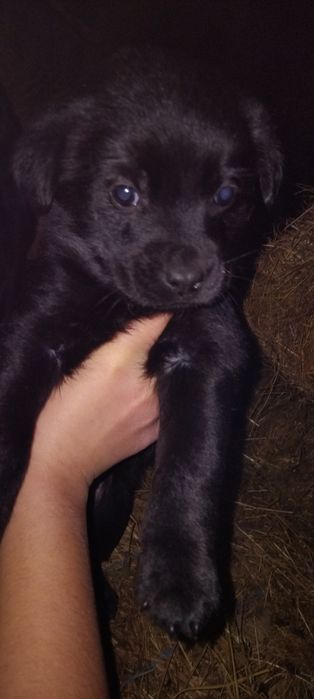 Donez puiuți de câine ! Nu am posibilitatea să-i păstrez!