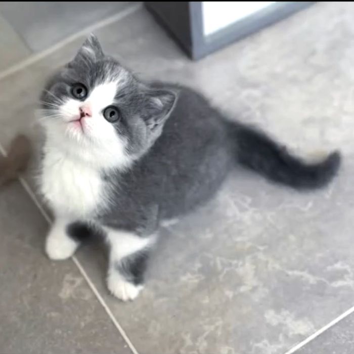 British bicolor spotted