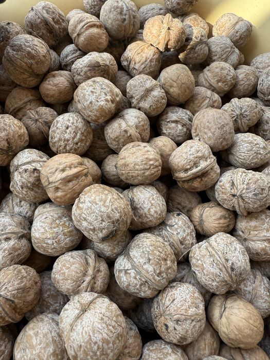 Продам грецкие орехи