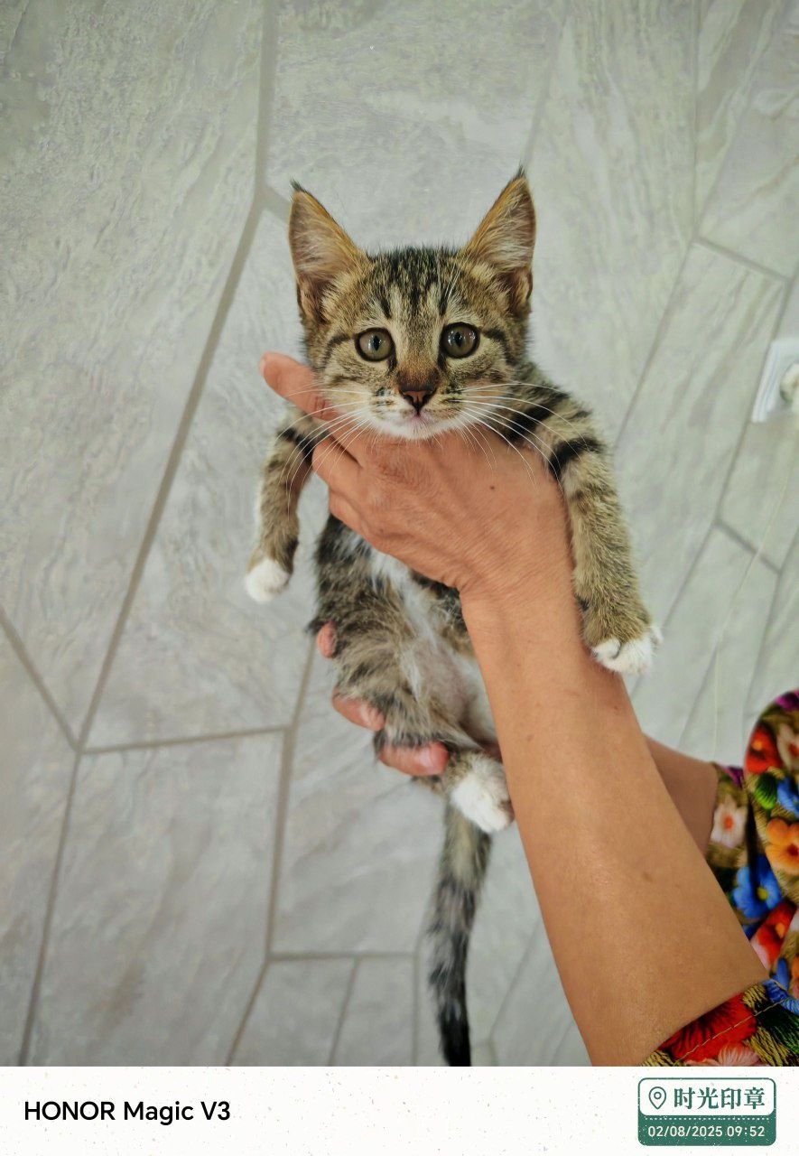 Кошки 3 месячные