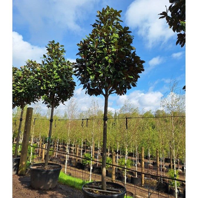 Magnolia grandiflora (  tufa sau copac )