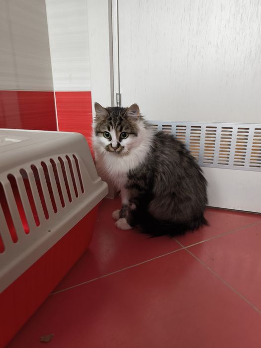 Подарявам малко мъжко котенце