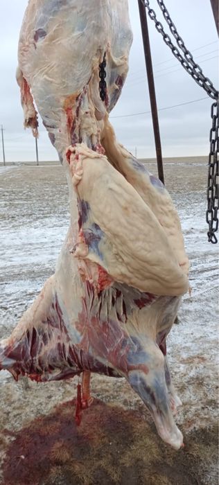 Семыз тай. Казысы елы