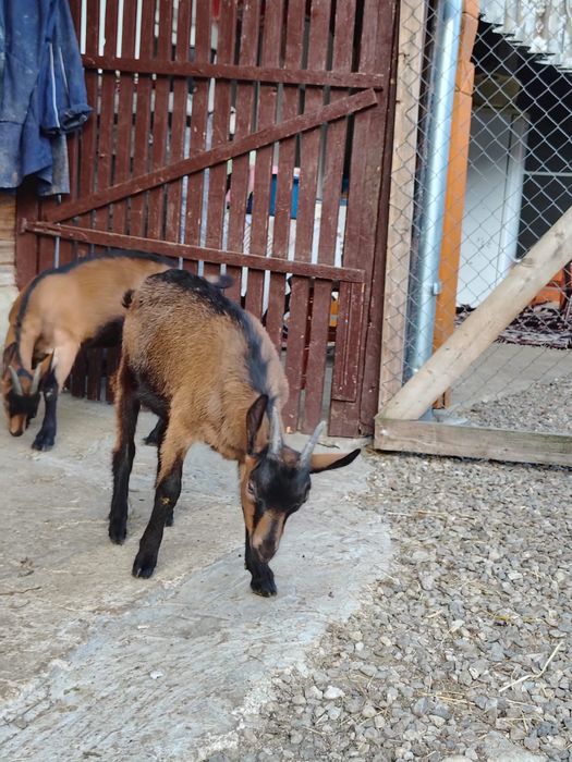 Ieduțe Alpine Franceze – Rasă Pură, Originală