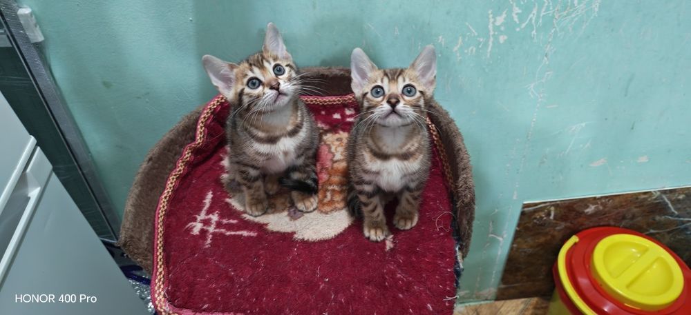 Бенгальские котята