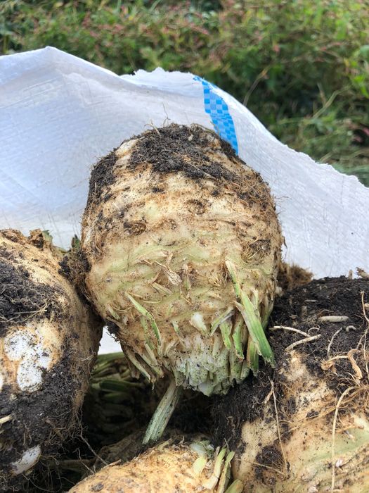 Vand telina Rex F1 hibrid