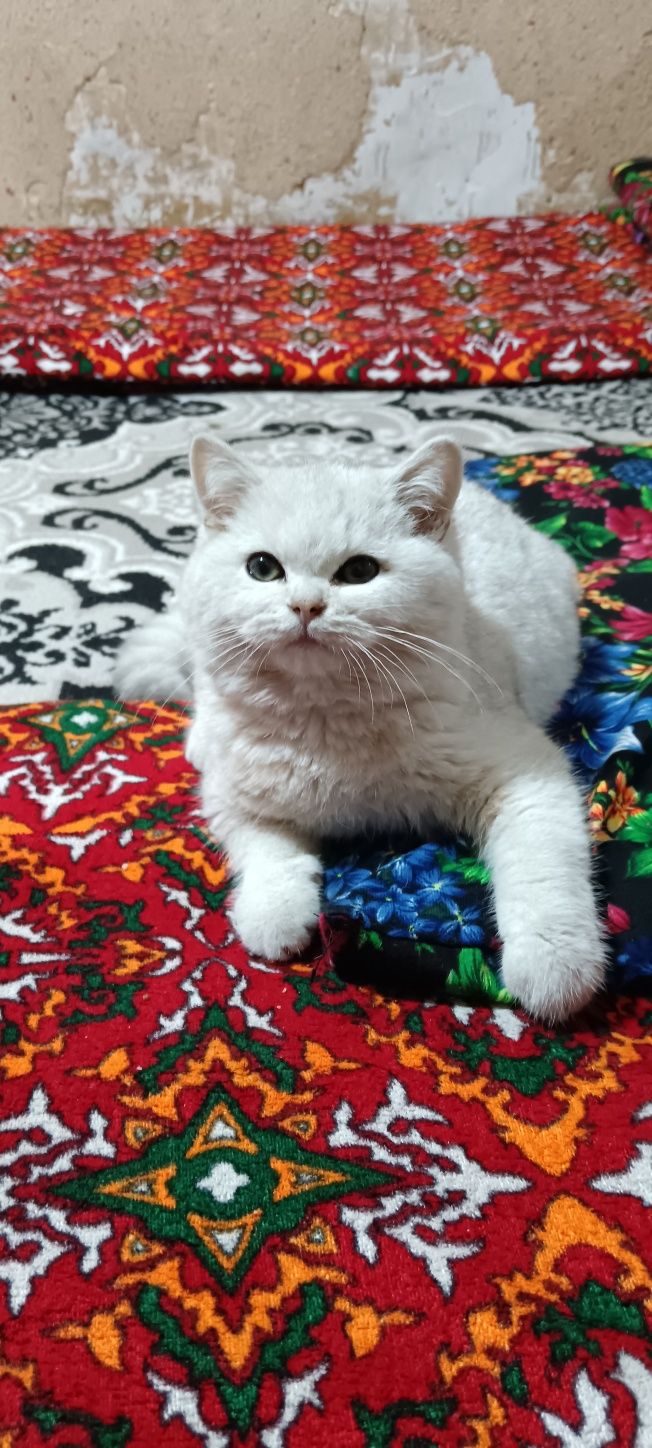 Британискый шиншилла