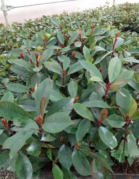 Photinia Fraseri Red Robin +/- 15 cm