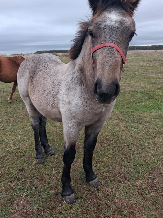 De vânzare mânz de 5-6 lunii