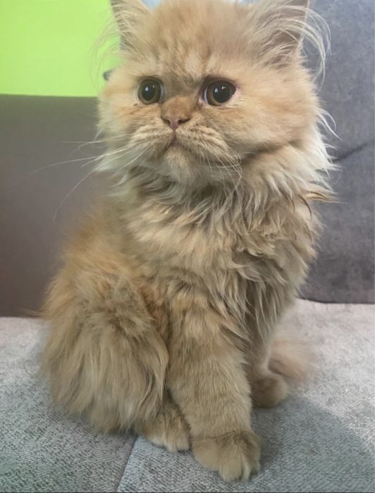 Продават се персийска и сиамска котка