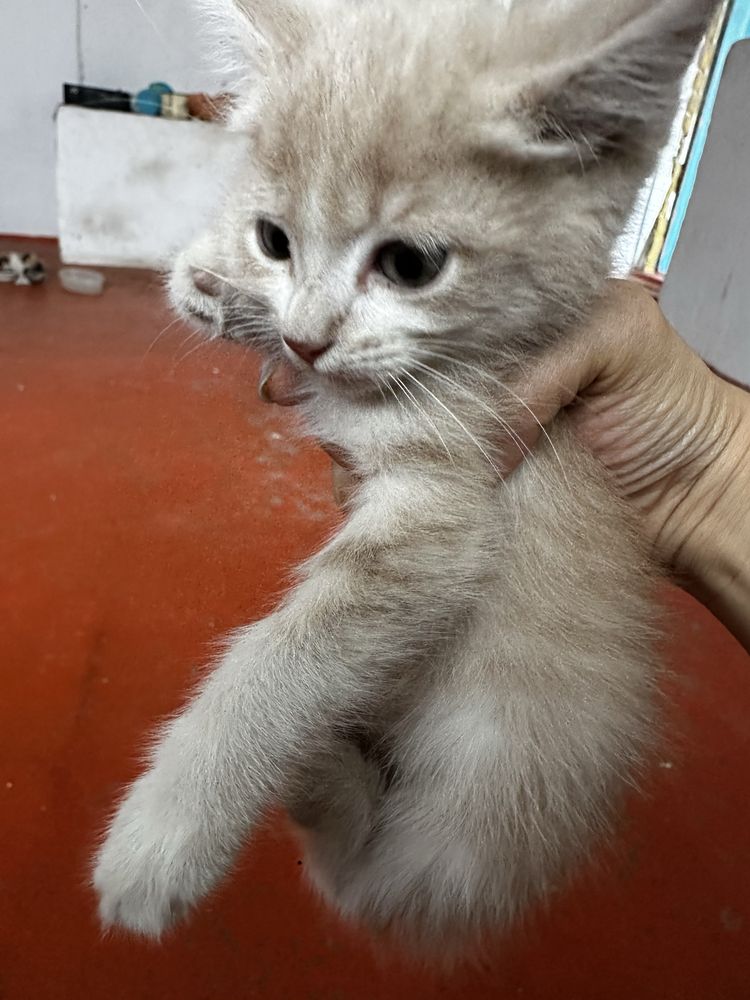 Отдам Котят бесплатно