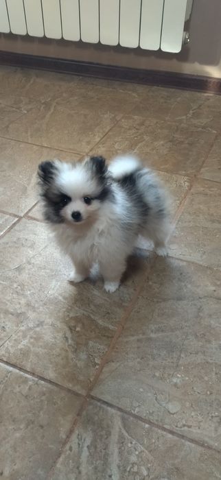 Мини шпиц померан момиче