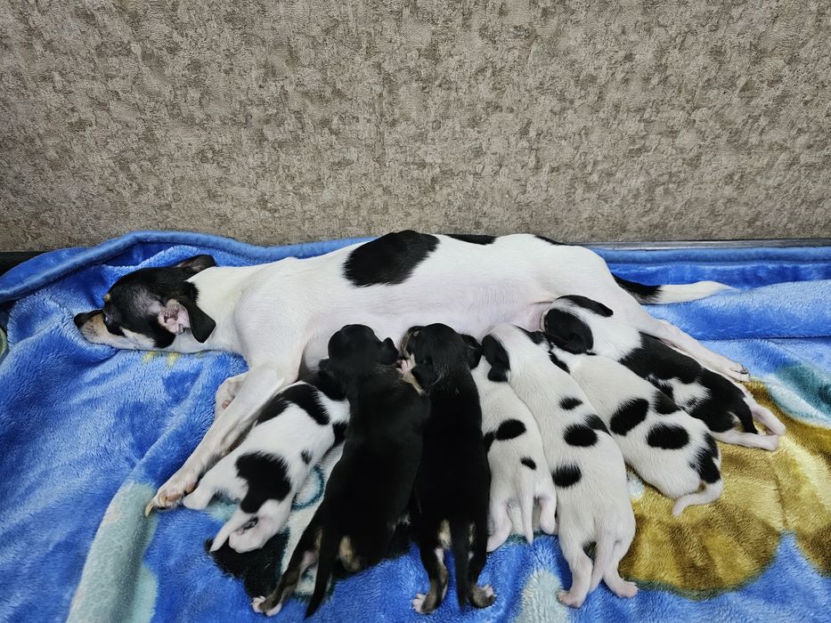 Продаются собаки чихуахуа,один мальчик и одна девочка