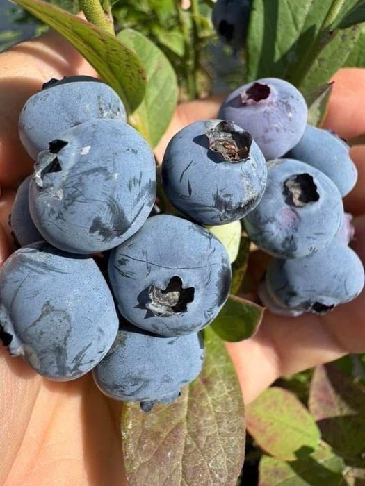 Двугодишен разсад сорт Дюк, Дрейпър, Легаси, Алекс Блю и Ню Хановер